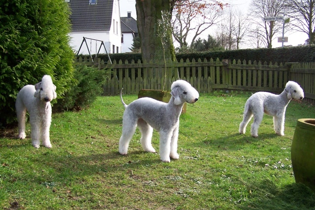 Unsere Hunde 03.02 (8).JPG